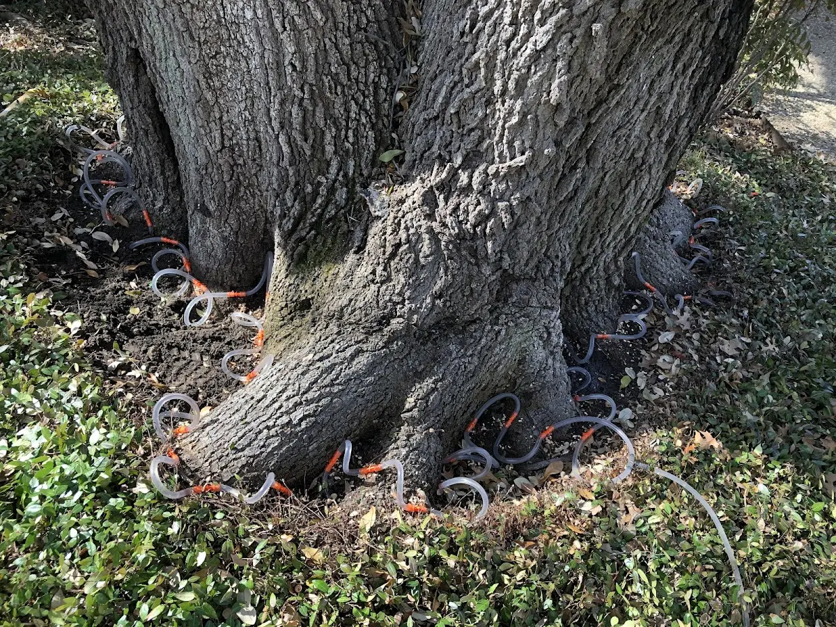 Detailed Tree Cabling and Bracing job site in Vader